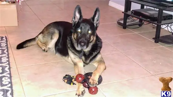 German Shepherd stud dog