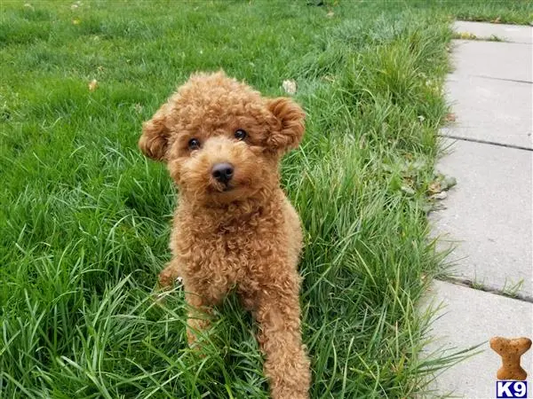 Poodle stud dog