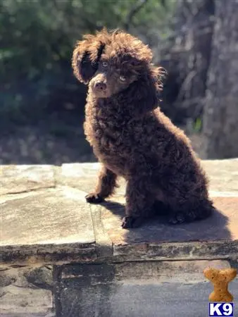 Poodle stud dog