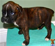 boxer puppy posted by anialvarez