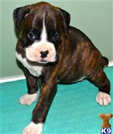 boxer puppy posted by anialvarez
