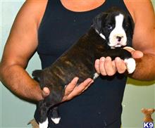 boxer puppy posted by anialvarez