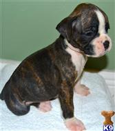 boxer puppy posted by anialvarez