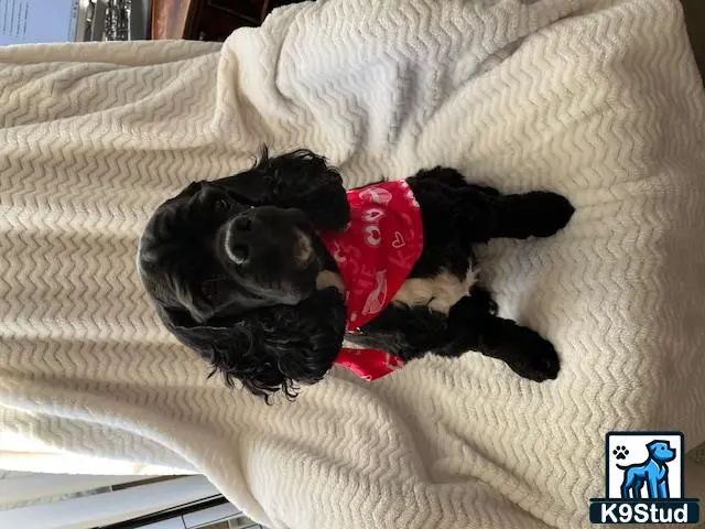 American Cocker Spaniel female dog: Black and white American Cocker Spaniel wearing a red bandana