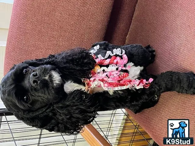 American Cocker Spaniel female dog: Black American Cocker Spaniel with ribbons sitting on a couch