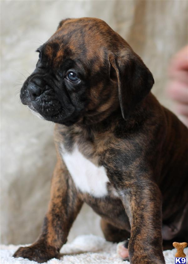 boxer puppies for sale in ohio boxer puppy for sale beautiful boxer puppies westerville oh 6 years boxer puppies for sale in ohio boxer puppy for sale beautiful boxer puppies westerville oh 6 years