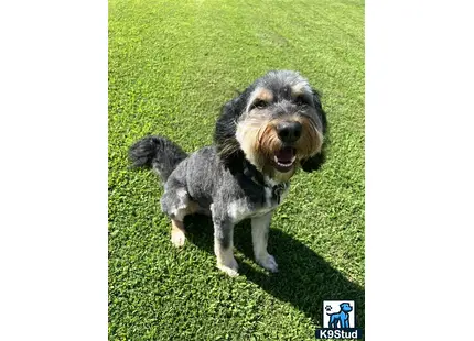 a aussiedoodle dog standing on grass