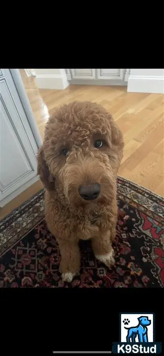 Goldendoodles stud dog