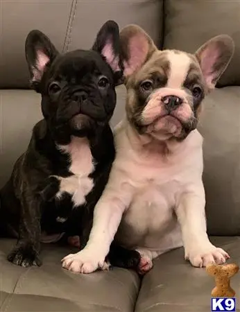 French Bulldog puppy for sale