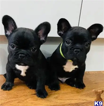 French Bulldog puppy for sale