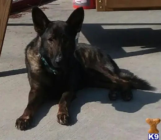 German Shepherd stud dog: a german shepherd dog sitting on the ground