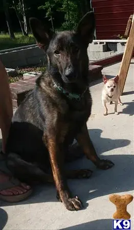 German Shepherd stud dog: a german shepherd dog standing on a patio