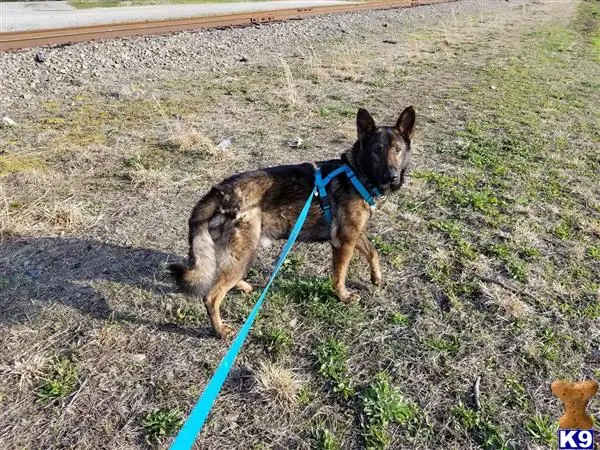 German Shepherd stud dog: a german shepherd dog on a leash