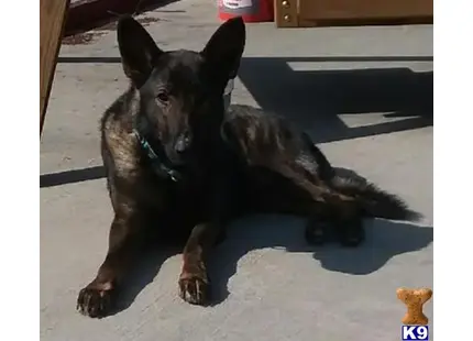 German Shepherd stud dog: a german shepherd dog sitting on the ground