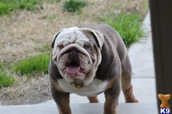 Bulldog