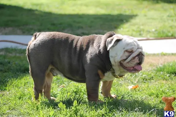 Bulldog stud dog