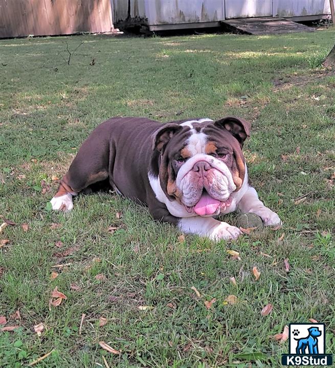 a bulldog dog lying on grass