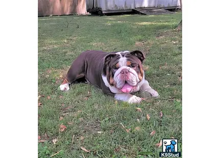 a bulldog dog lying on grass