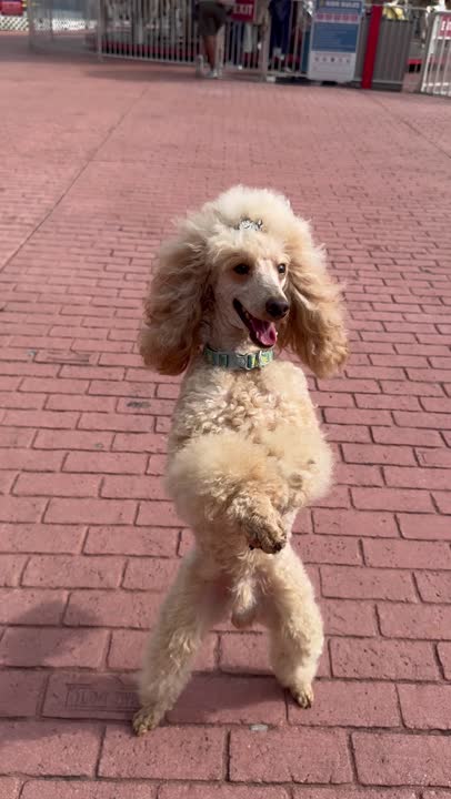 Poodle stud dog: Error: Operation returned an invalid status code BadRequest<br/>Stack Trace:    at Microsoft.Azure.CognitiveServices.Vision.ComputerVision.ComputerVisionClient.<DescribeImageInStreamWithHttpMessagesAsync>d__41.MoveNext()
--- End of stack t