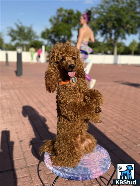a poodle dog wearing a garment