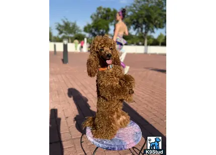 a poodle dog wearing a garment
