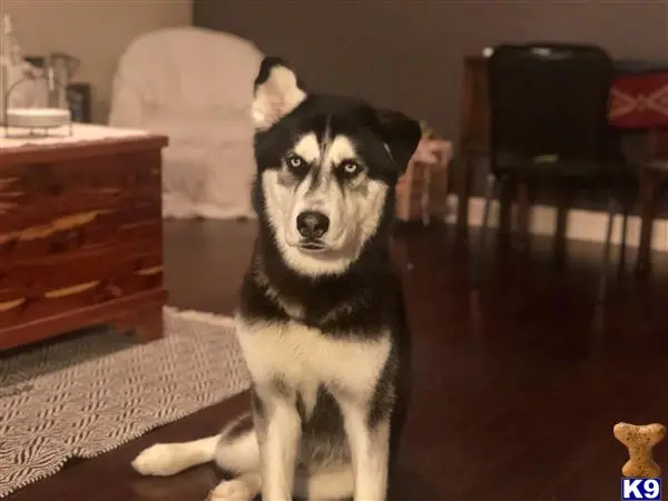 Siberian Husky stud dog