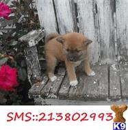 shiba inu puppy posted by annedel1233