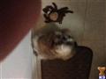 shih tzu puppy posted by anneshiam