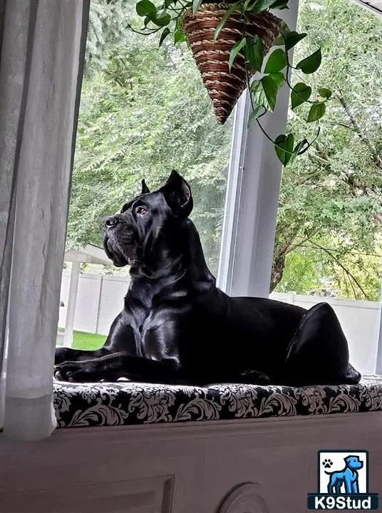 Cane Corso stud dog: a cane corso dog sitting on a window sill