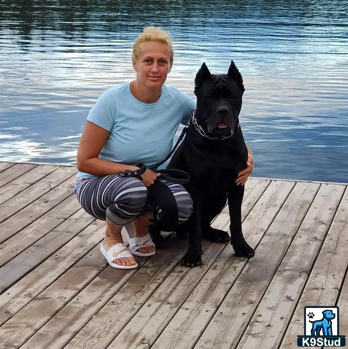 Cane Corso stud dog: a person sitting on a dock with a cane corso dog