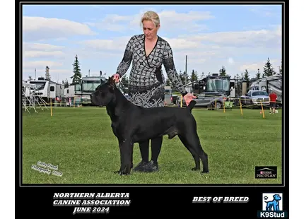 Cane Corso stud dog: a person standing next to a black cane corso dog