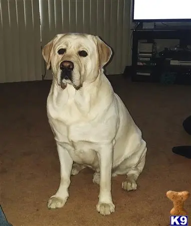 Labrador Retriever stud dog