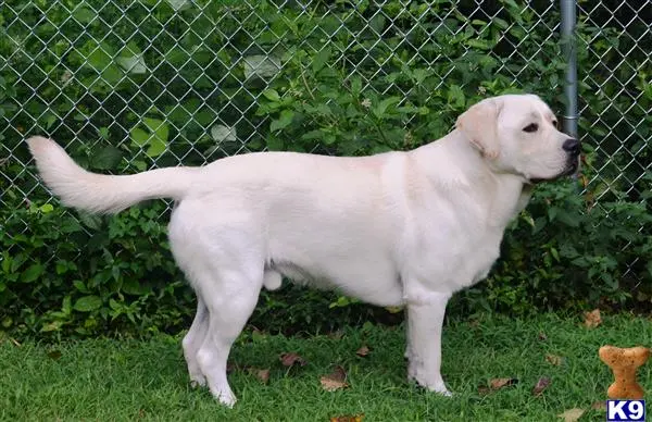 Labrador Retriever stud dog