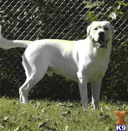 Labrador Retriever stud dog