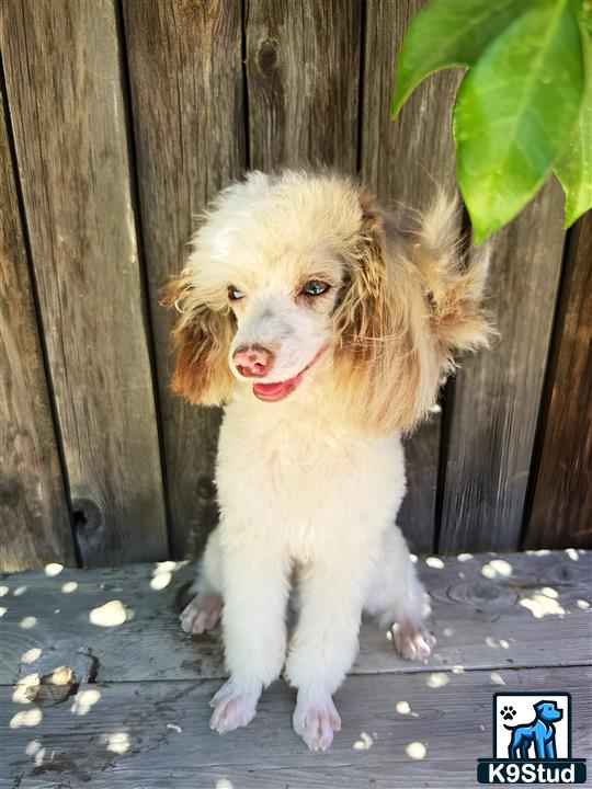 a poodle dog standing on a porch