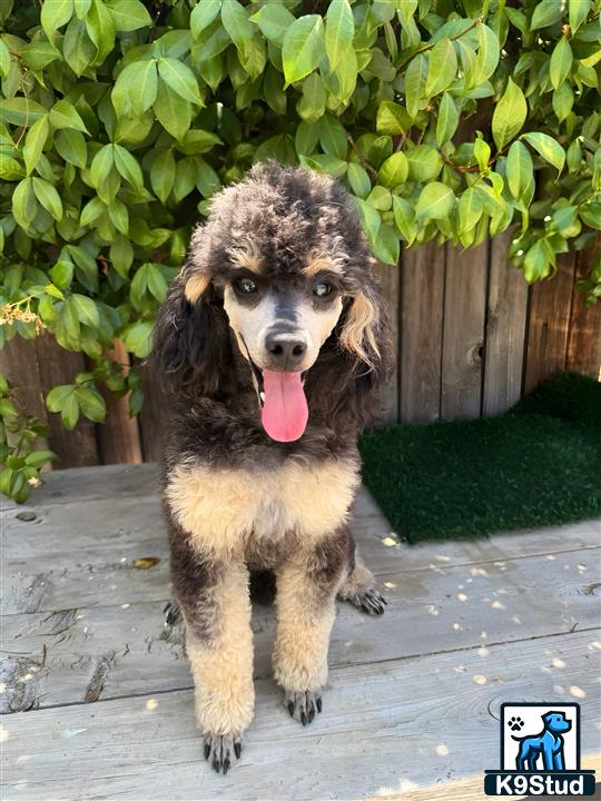 a poodle dog running on a deck