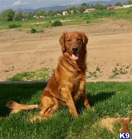 a golden retriever dog sitting in a grassy field