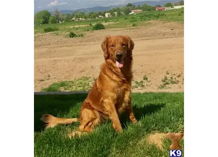 Golden Retriever