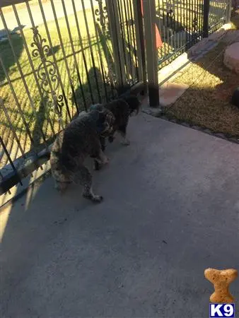 Miniature Schnauzer stud dog