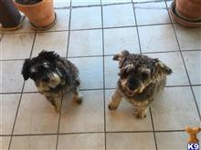 Miniature Schnauzer