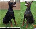 doberman pinscher puppy posted by anony9213