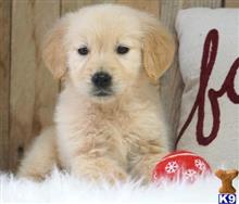 golden retriever puppy posted by ansui
