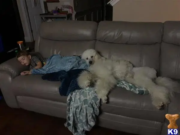 Poodle female dog: White Poodle lounging on a couch beside a sleeping child