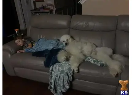 Poodle