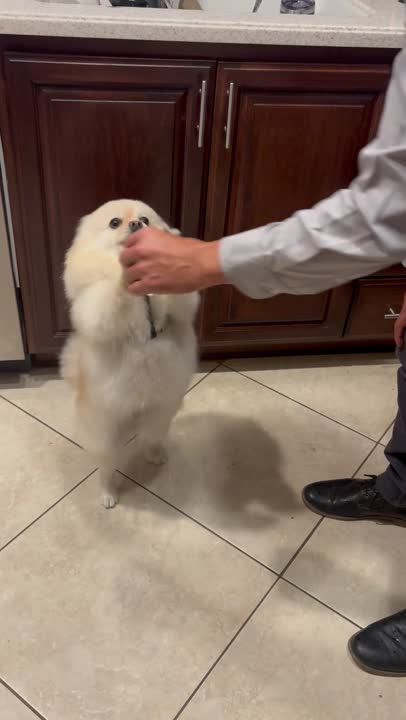 Pomeranian stud dog: Error: Operation returned an invalid status code BadRequest<br/>Stack Trace:    at Microsoft.Azure.CognitiveServices.Vision.ComputerVision.ComputerVisionClient.<DescribeImageInStreamWithHttpMessagesAsync>d__41.MoveNext()
--- End of stack t
