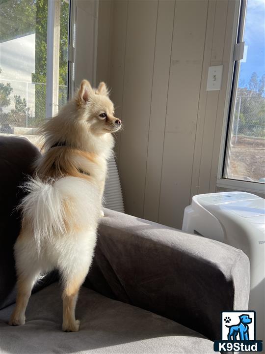 a pomeranian dog looking out a window