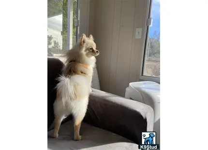 a pomeranian dog looking out a window