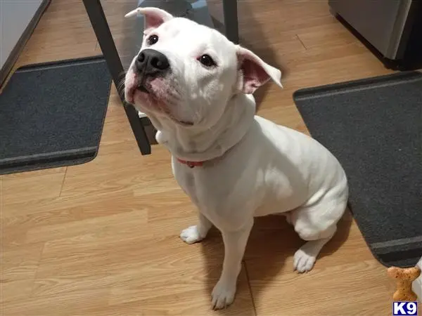 American Bulldog stud dog