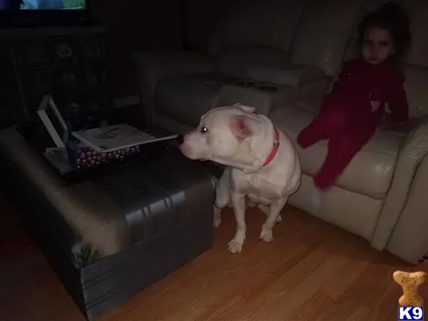 American Bulldog stud dog