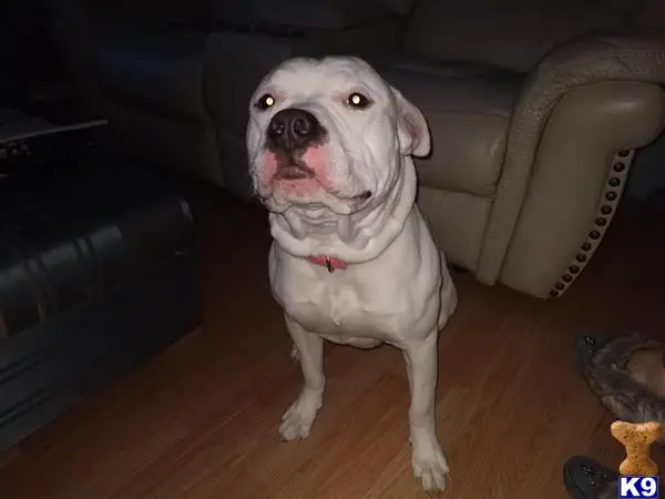 American Bulldog stud dog